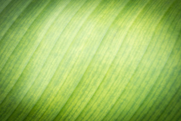 Banana green leaf back light  texture background,tropical plant,palm foliage nature leaves