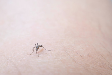 Mosquito sucking blood on human skin cause sick, Malaria,Dengue,Chikungunya
