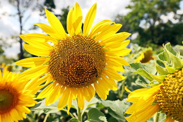 Sunflowers in the field and close-up on a background of blue sky.