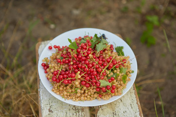 Close view of the white ceramic bowl with fresh ripe red and white currants on wooden stool in the garden