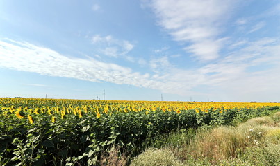 Sunflowers in the field and close-up on a background of blue sky.