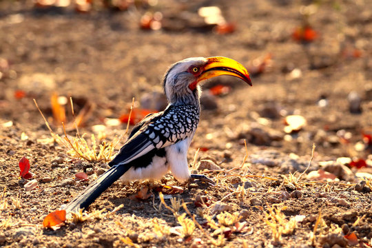 Zazu 