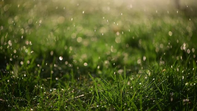 Green grass under water drops sun day light close up 4k video