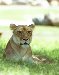 Lioness Chilling 