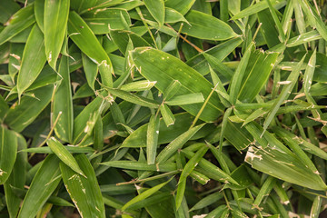 夏　風景　日本