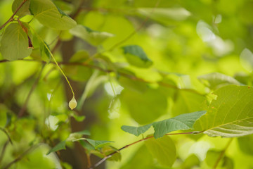 夏　風景　日本