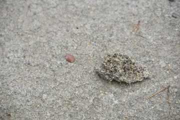 piece of rock with black dots