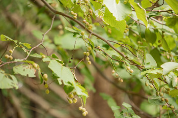 夏　風景　日本