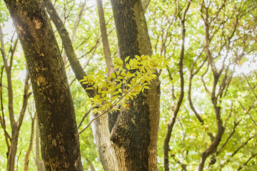 夏　風景　日本