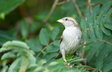 female house sparrow on a tree branch looking for food