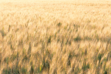 The Golden wheat field is ready for harvest. Background ripening ears of yellow wheat field. Copy space on a rural meadow close-up nature photo idea of a rich wheat crop.