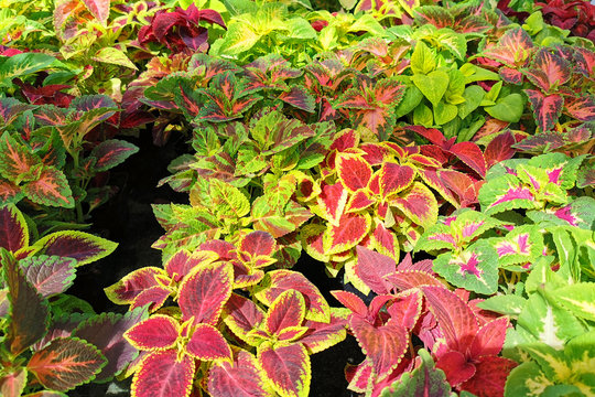 coleus blumei plant texture