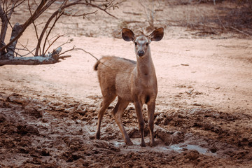 Sambar in Sri Lanka