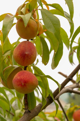 Ripe, orange, fleecy peaches hang on a tree in the summer.