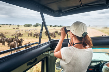 Woman on an African safari travels by car with an open roof and watching wild zebras and antelopes - obrazy, fototapety, plakaty