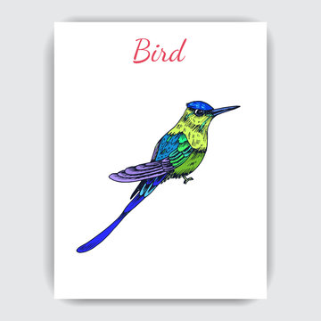 Sketch hand drawn pattern with hummingbird. Animals illustration colibri birds.