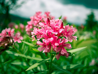 Pink flowers with leaves in the garden on summer day.