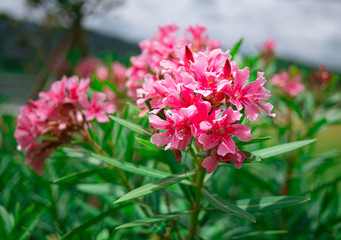 Pink flowers with leaves in the garden on summer day.