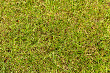 Green grass texture background, Green lawn.