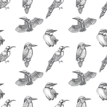 Sketch hand drawn pattern with kingfisher, Blue jay, bee-eater. Animals illustration birds.