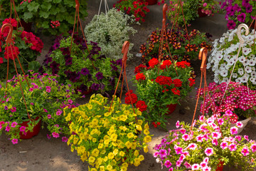 Fototapeta na wymiar Colorful petunias in flower pots in the flower shop in the nursery.