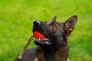 belgian shepherd malinois