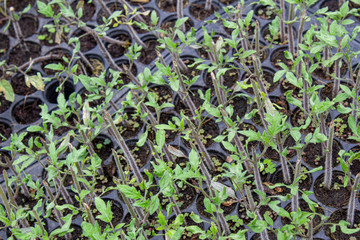 The young plants growing in a greenhouse  in summer day. Selective focus.