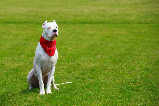 The dogo argentino