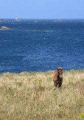 Fototapeta premium Young horse in Brittany, France