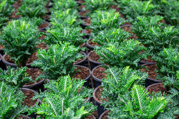 The young plants growing in plastic pots in a greenhouse for planting or for sale. Selective focus.