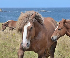 Horses in Brittany, France