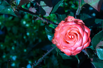 Pink English rose Bud in the garden.
