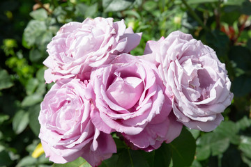 English rose lilac Bud in the garden.
