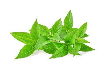 Fresh basil leaf isolated on white background.