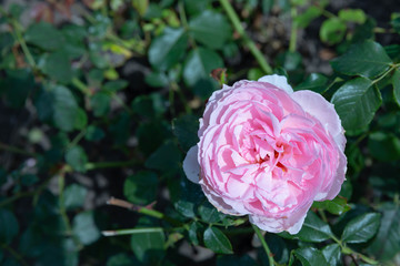 Purple English rose Bud in the garden.
