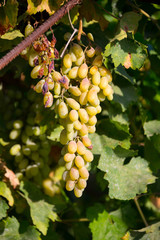 Grapes harvesting - white grape in a vineyard in sunny weather
