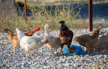 White and multi-colored domestic chickens in the yard in the countryside. Hens walk in the yard