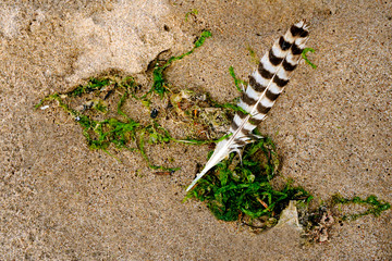 A stripes feather on a sandy beach in the summer