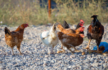 White and multi-colored domestic chickens in the yard in the countryside. Hens walk in the yard
