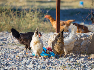 White and multi-colored domestic chickens in the yard in the countryside. Hens walk in the yard