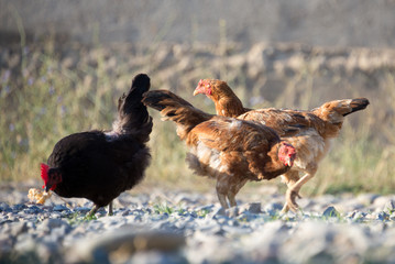 White and multi-colored domestic chickens in the yard in the countryside. Hens walk in the yard