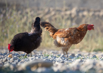 White and multi-colored domestic chickens in the yard in the countryside. Hens walk in the yard
