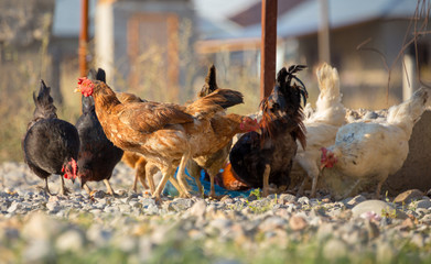 White and multi-colored domestic chickens in the yard in the countryside. Hens walk in the yard