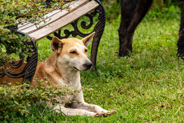 Naklejka na ściany i meble A brown and white dog lying on grasses ground under the chair in the garden.