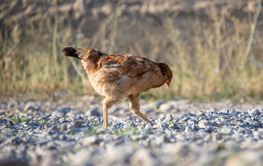 White and multi-colored domestic chickens in the yard in the countryside. Hens walk in the yard