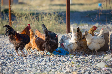 White and multi-colored domestic chickens in the yard in the countryside. Hens walk in the yard