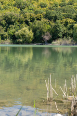 Obraz na płótnie Canvas Dry tree on the lake, against the green forest.