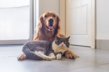British shorthair and golden retriever get along well