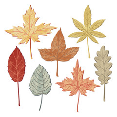 Set of autumn, fall leaves - oak, maple, birch, aspen, flat style with texture, vector illustration isolated on white background. Set of hand drawn fall leaves, autumn symbols