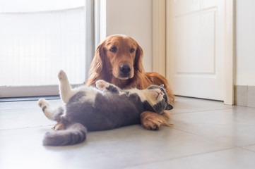 British shorthair and golden retriever get along well